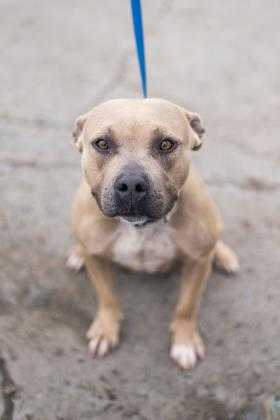 Adopt Lillian a Tan/Yellow/Fawn American Pit Bull Terrier / Mixed dog in Fresno