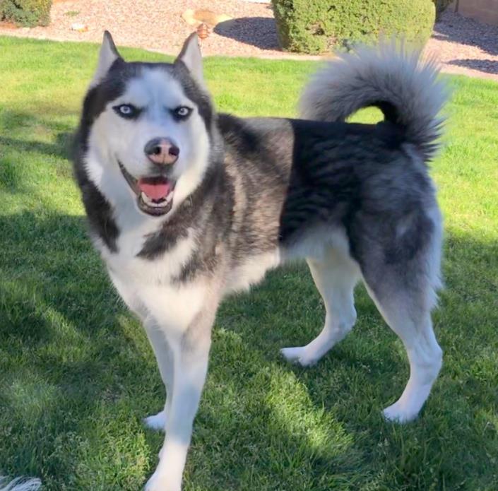 Adopt Hunter a Siberian Husky