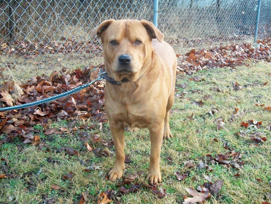 Adopt Maddie a Red/Golden/Orange/Chestnut Boxer / Chow Chow / Mixed dog in
