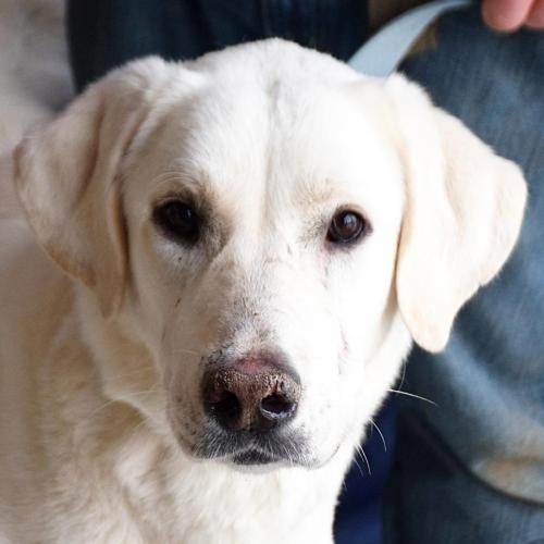 Adopt Emma a Tan/Yellow/Fawn Great Pyrenees / Anatolian Shepherd / Mixed dog in