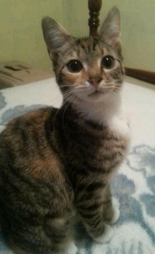 Adopt Joelle a Calico or Dilute Calico Calico (short coat) cat in Tega Cay