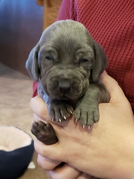 Weimaraner PUPPY FOR SALE ADN-110372 - Blue Weimaraner Male Puppy