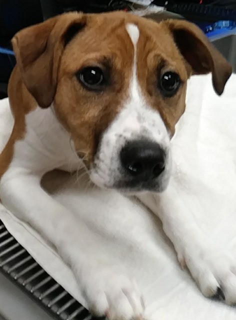 Adopt Gorgon a Brown/Chocolate Jack Russell Terrier / Coonhound dog in