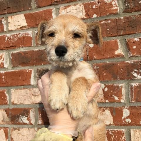Adopt Crush a Tan/Yellow/Fawn Terrier (Unknown Type, Small) dog in Hattiesburg
