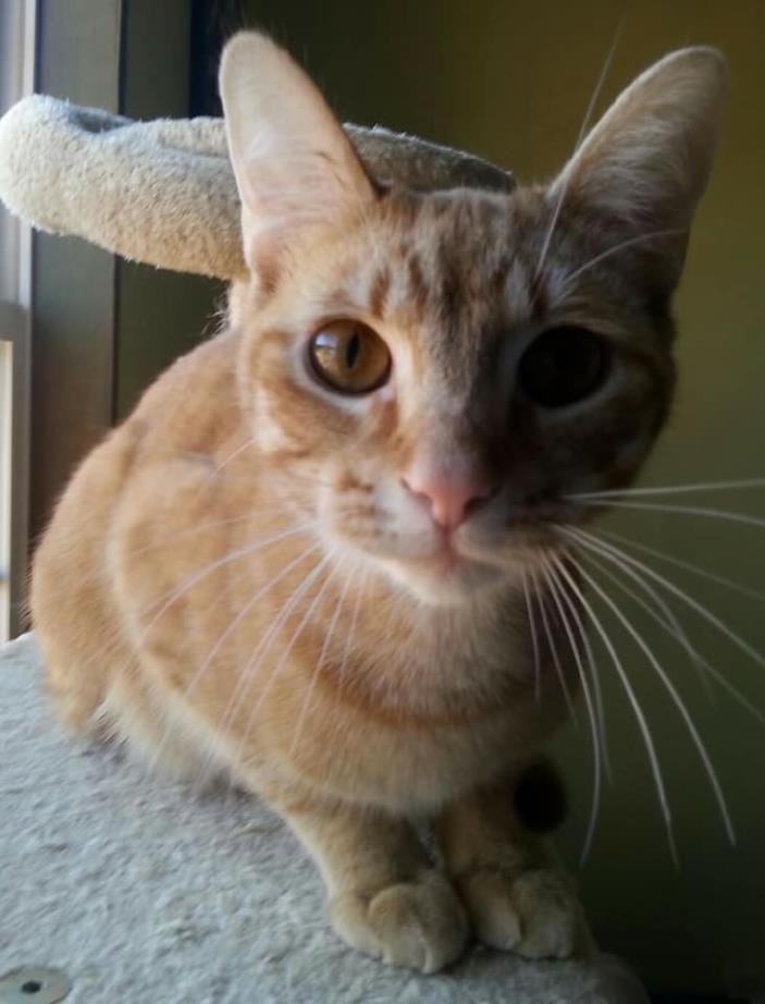 Adopt Nicolas a Orange or Red Tabby Domestic Shorthair (short coat) cat in Tega