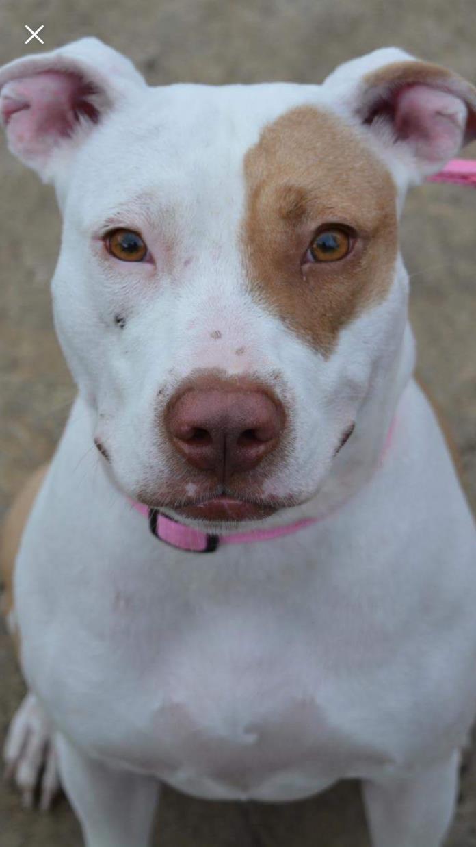 Adopt Patches a Tan/Yellow/Fawn - with White American Pit Bull Terrier / Mixed