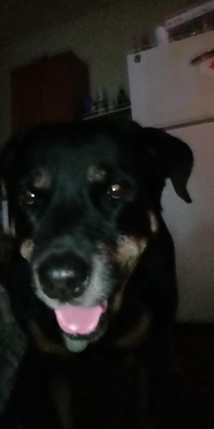 Adopt Precious a Black - with Tan, Yellow or Fawn Rottweiler / Mixed dog in