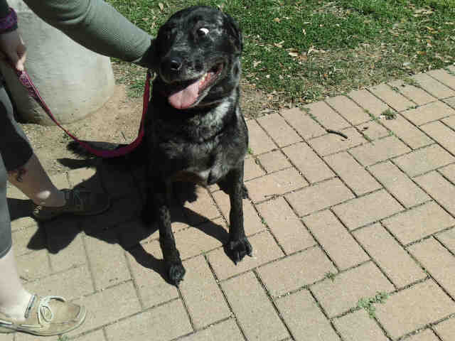 Adopt LEBRON a Black - with Gray or Silver Catahoula Leopard Dog / Mixed dog in