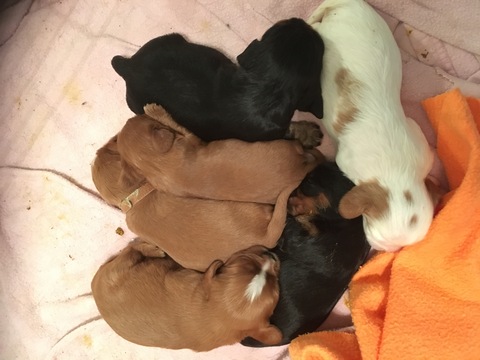 Cavalier King Charles Spaniel PUPPY FOR SALE ADN-60667 - Adorable AKC Cavalier