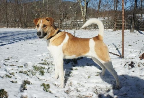 Adopt Titan a Tan/Yellow/Fawn - with White Shepherd (Unknown Type) / Beagle /