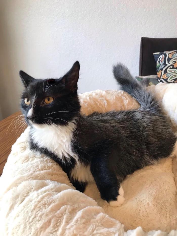 Adopt Deano a Black & White or Tuxedo Domestic Mediumhair (medium coat) cat in