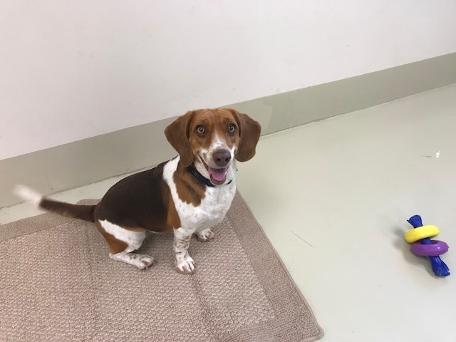 Adopt Soka a Beagle
