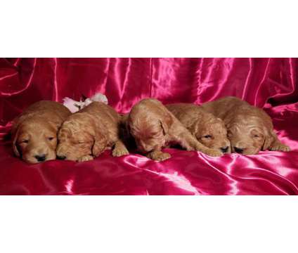 F1b Red Goldendoodle Puppies