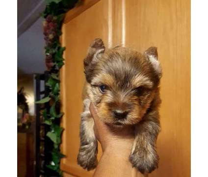 T Cup Gold Male Yorkie