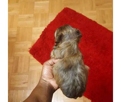 T Cup Gold Male Yorkie