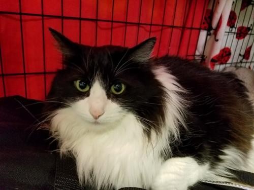 Adopt Big Bertha a Black & White or Tuxedo Domestic Longhair / Mixed cat in