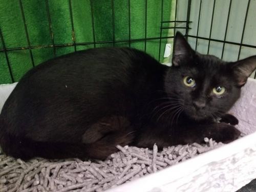 Adopt Shivers a All Black Domestic Shorthair / Mixed cat in Shreveport