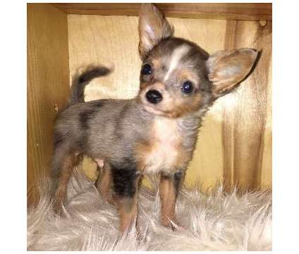 AKC Applehead Chihuahua CHampion and OFA & DNA Tested