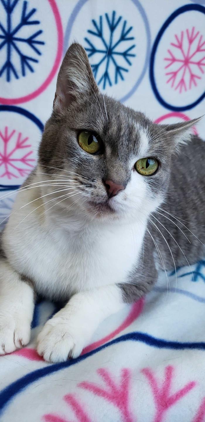 Adopt Camille a Gray or Blue (Mostly) Domestic Shorthair (short coat) cat in