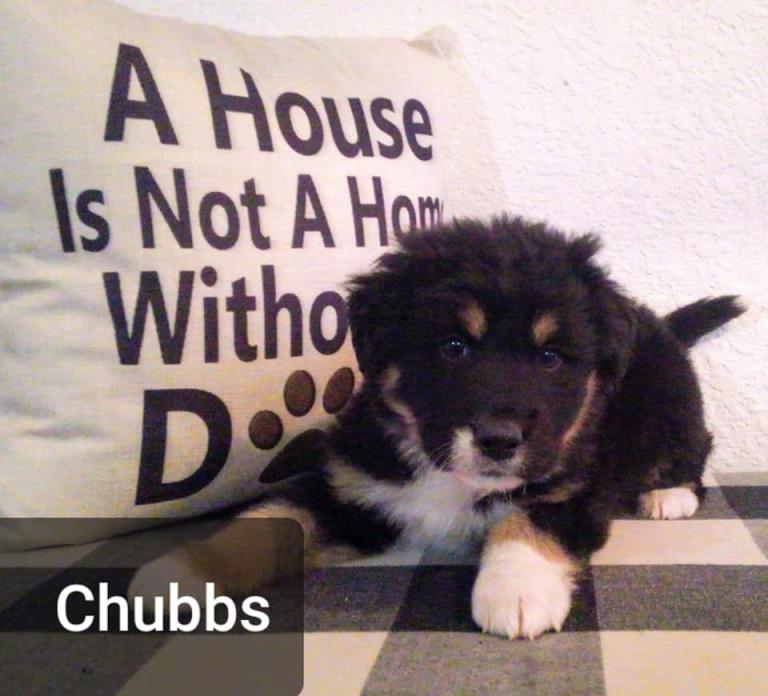 Adopt Chubbs a Bernese Mountain Dog