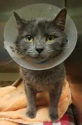 Adopt Geoph a Gray or Blue Domestic Shorthair / Domestic Shorthair / Mixed cat
