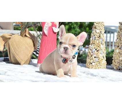 Mula Blue French Bulldog Puppies