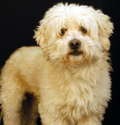 Adopt Prince a White Poodle (Miniature) / Mixed dog in Newland, NC (20536422)