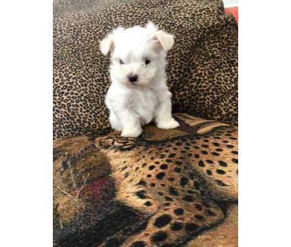 Maltese male puppy