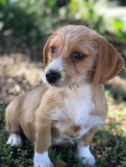 Adopt Joleen a Jack Russell Terrier