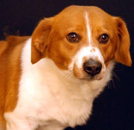 Adopt Fred a Red/Golden/Orange/Chestnut - with White Corgi / Mixed dog in