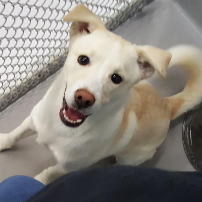 Adopt Rocket a White - with Tan, Yellow or Fawn Siberian Husky / Mixed Breed