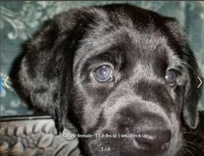 Labrador Retriever PUPPY FOR SALE ADN-120532 - AKC Black Labrador