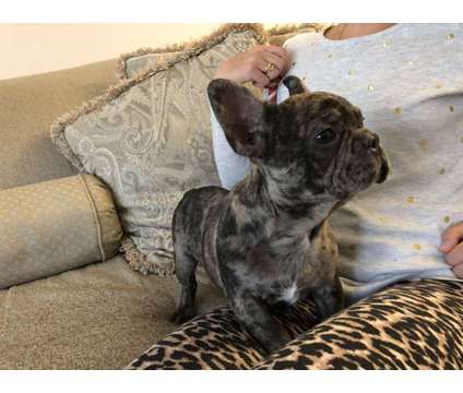 French Bulldog puppies. Wholesale only. Delivery to Vancouver