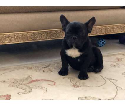 French Bulldog puppies. Wholesale only. Delivery to Vancouver