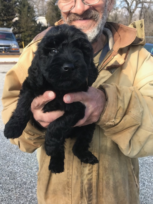 Goldendoodle-Poodle (Standard) Mix PUPPY FOR SALE ADN-120453 - Beautiful