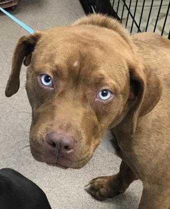 Adopt Coolibah a Brown/Chocolate Mixed Breed (Small) / Mixed dog in Chamblee