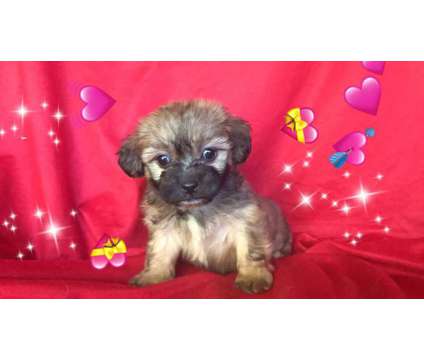 Adorable Poodle Mixed with Shih Tzu Pups