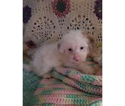 Tiny Maltipoo Puppies