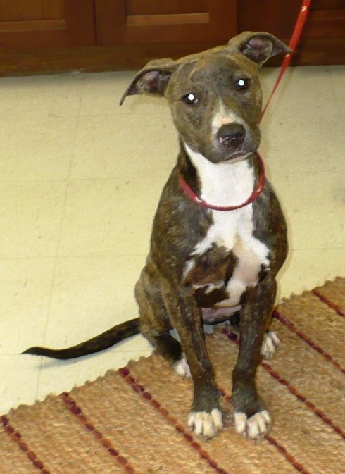 Adopt Sabrina a Brindle - with White Boxer / Mixed dog in Eastpoint