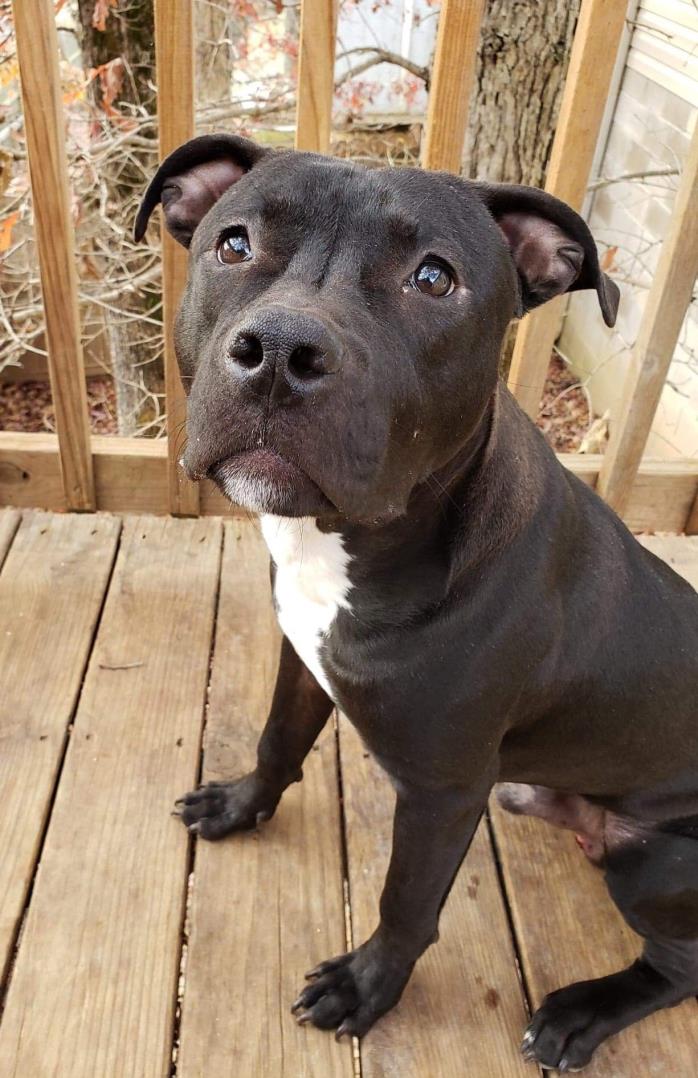 Adopt Cain a American Staffordshire Terrier