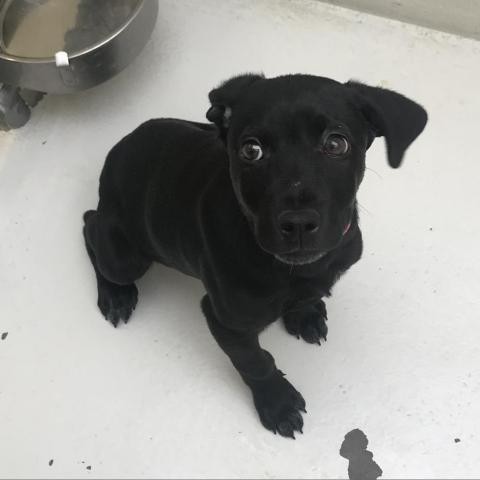 Adopt Marcy a Black Labrador Retriever dog in Evansville, IN (24288159)