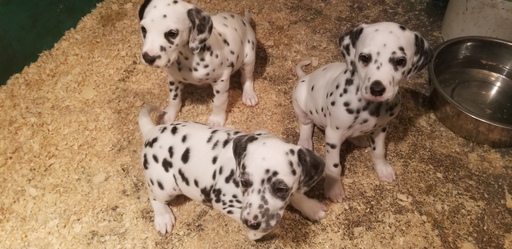 Dalmatian PUPPY FOR SALE ADN-120483 - Dalmatian Puppies