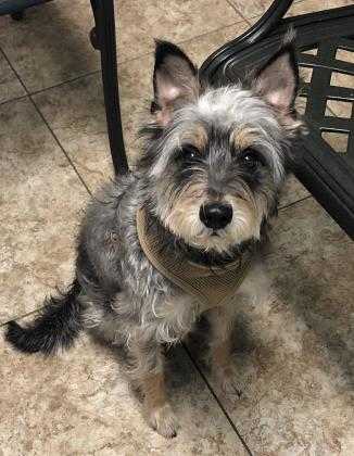 Adopt Siggy a Gray/Blue/Silver/Salt & Pepper Terrier (Unknown Type