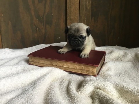Pug PUPPY FOR SALE ADN-120475 - Pug Puppies for Sale