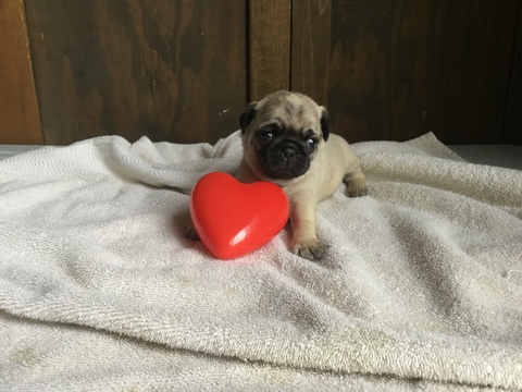 Pug PUPPY FOR SALE ADN-120474 - Pug Puppies for Sale