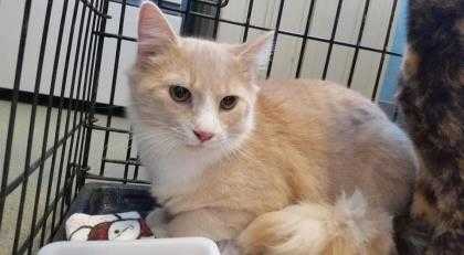 Adopt Malcolm a Tan or Fawn Domestic Shorthair / Domestic Shorthair / Mixed cat