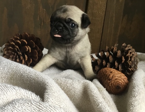 Pug PUPPY FOR SALE ADN-120473 - Pug Puppies for Sale
