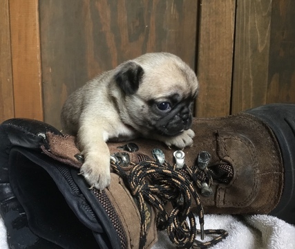 Pug PUPPY FOR SALE ADN-120471 - Pug Puppies for Sale