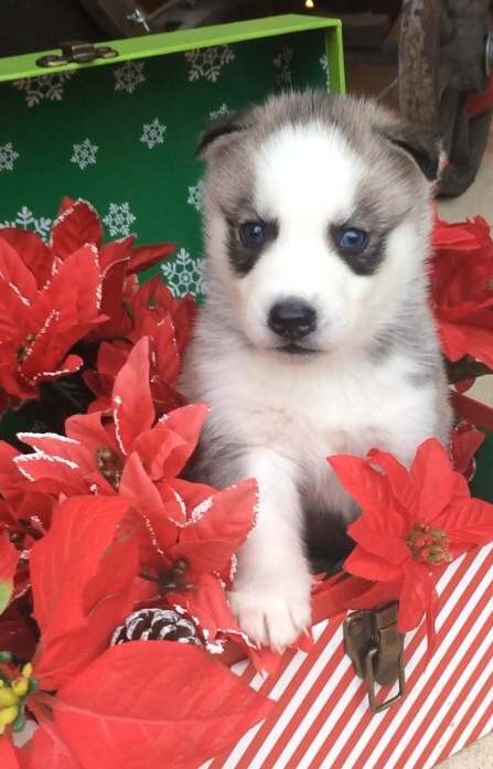 Siberian Husky PUPPY FOR SALE ADN-110338 - AKC Siberian Husky Puppies ready for