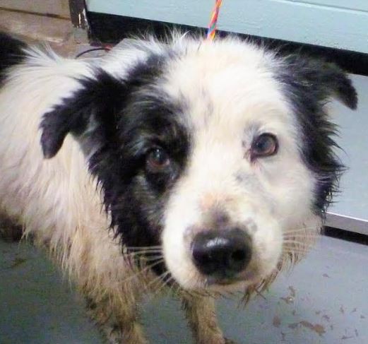 Adopt FREDDY-Low fees Neutered a Black - with White Border Collie / Mixed dog in